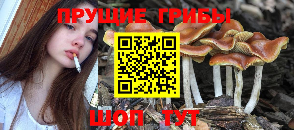Кудымкар  Галлюциногенные грибы GOLDEN TEACHER  где можно купить   Вход с VPN 